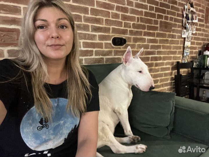 Выгул и передержка питомцев дома