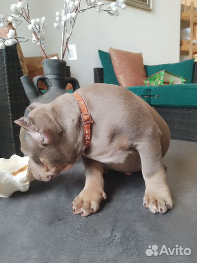 Американский булли Николас