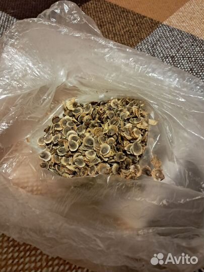 Мальва семена разноцветная