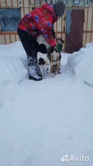 Собаки из приюта ждут хозяев