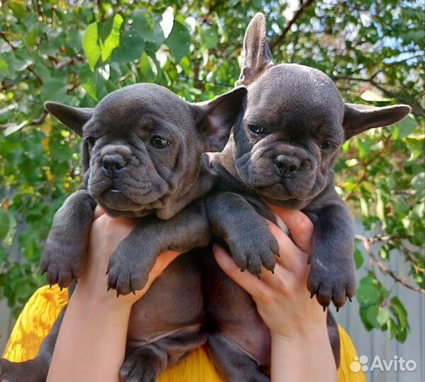 Голубые француженки