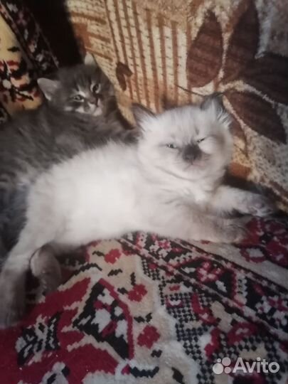 Кошка в дар бесплатно