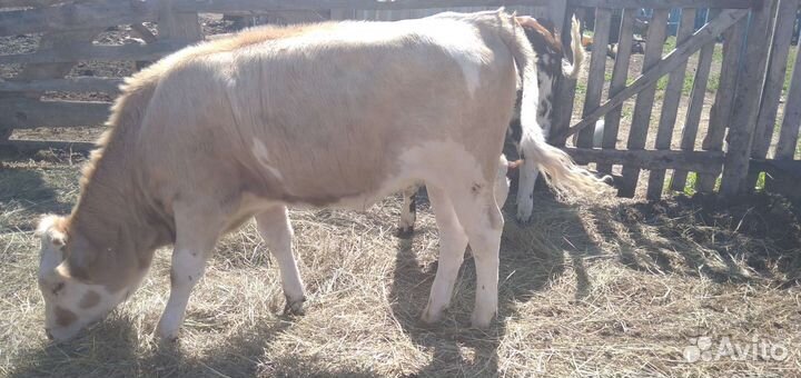 Продам телят