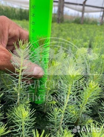 Зкс Сосна сеянцы Ели Лиственницы окс Голуб Горная