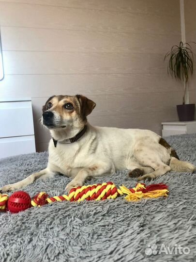 Маленькая собачка Мия 2 года ищет семью