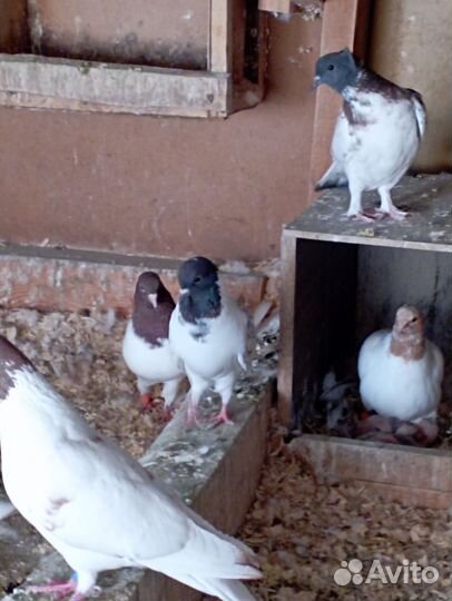 Продажа бакинских голубей
