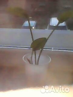 Комнатное растение, луковица