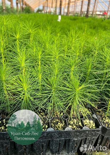 Сеянцы зкс Сосна Ель Лиственница окс Голуб Горн