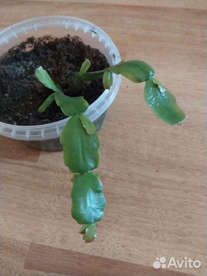 Комнатное растение Декабрист