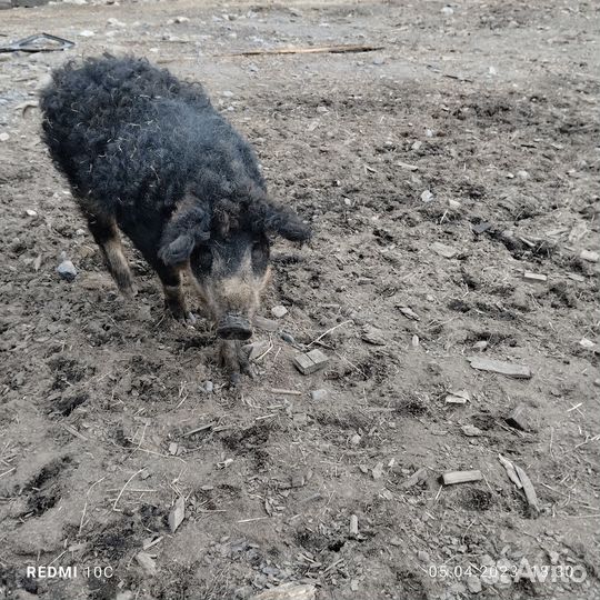 Хряк Мангалица