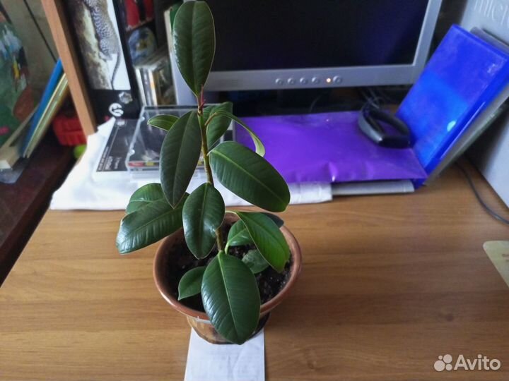 Фикус каучуконосный