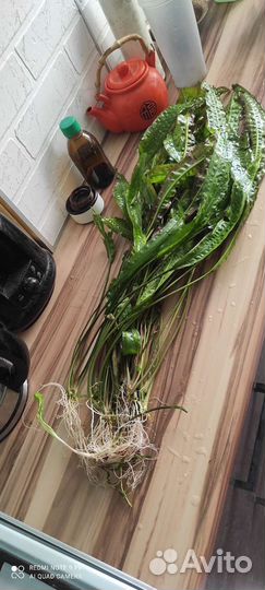 Криптокорина