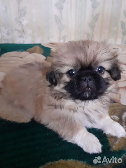 Собаки щенки Пекинес