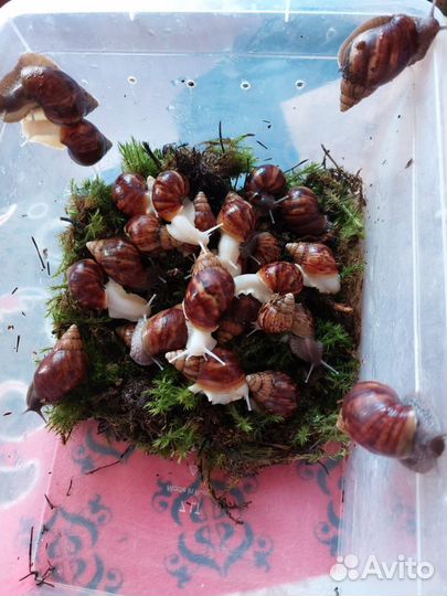 Улитки ахатины