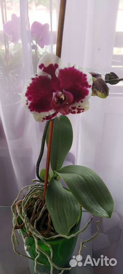 Орхидея фаленопсис