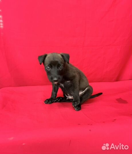 Щенок мальчик