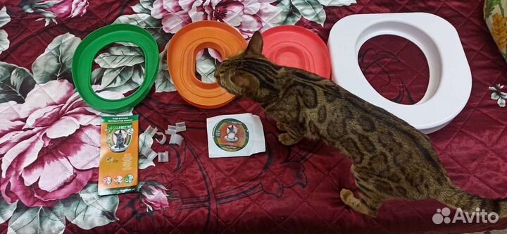 Система приучения кошек к унитазу