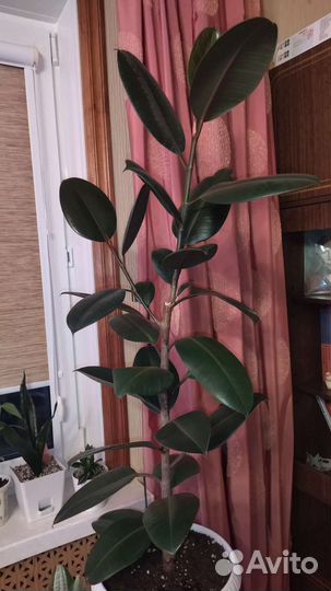 Фикус эластика Робуста