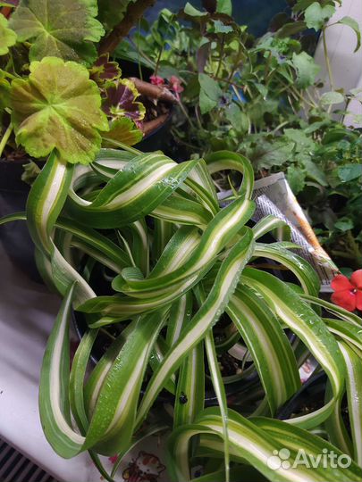 Хлорофитум