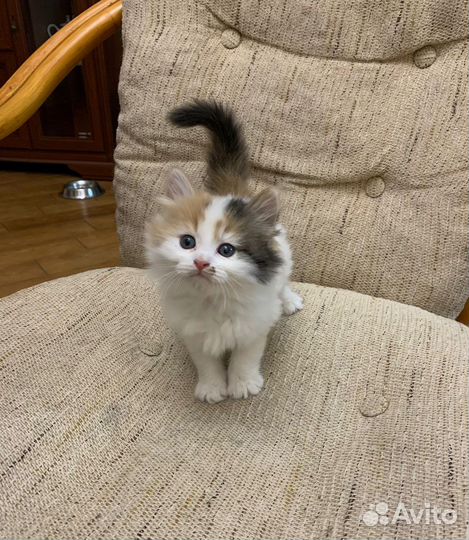 Котенок в добрые ручки