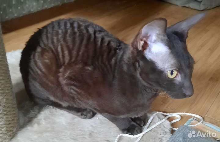 Котята корниш-рекс шоколадка