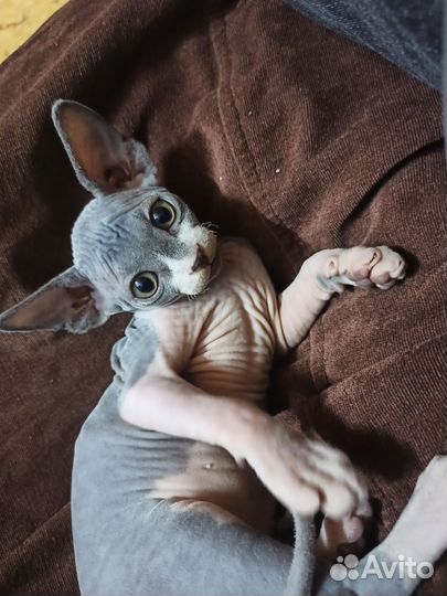 Канадский сфинкс котенок девочка