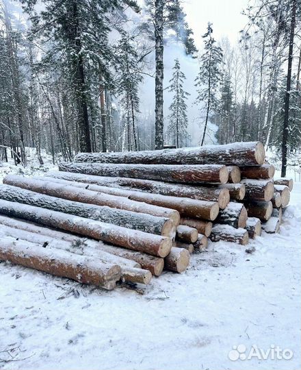 Круглый лес хвоя