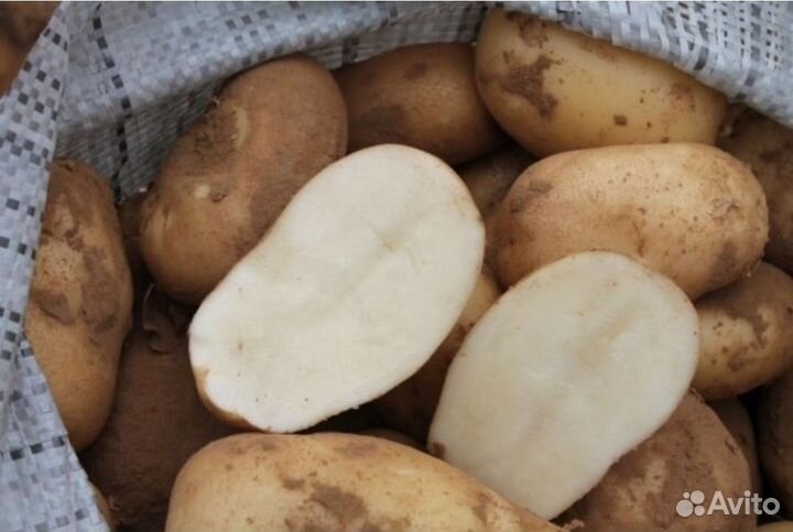Продам картофель