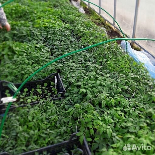 Продаю рассаду томатов перцев,кабачков,тыкв огурцо