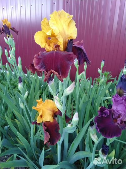 Ирисы бородатые