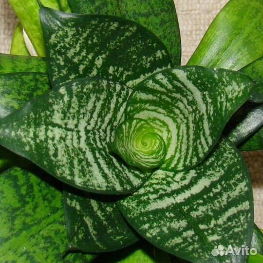 Сансевиерия