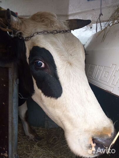 Перевозка коров, коней, и др жив, грузоперевозки