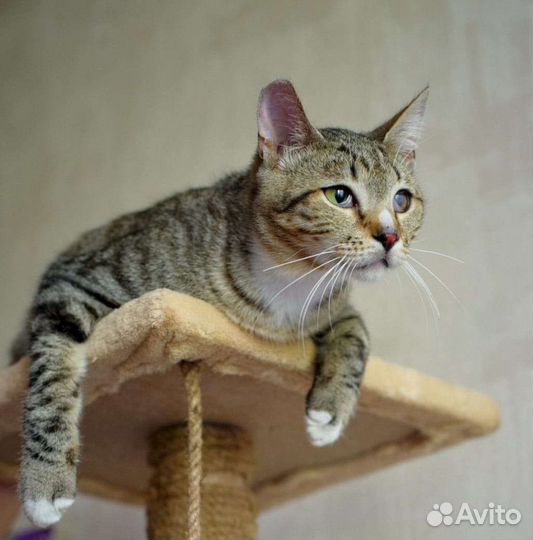 Томчик в добрые руки