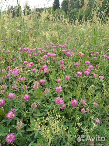 Клевер красный