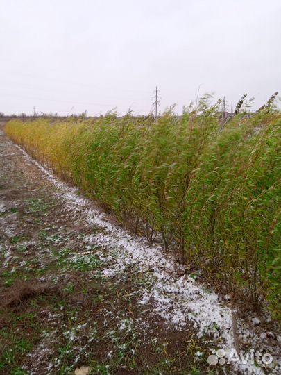 Тополь пирамидальный