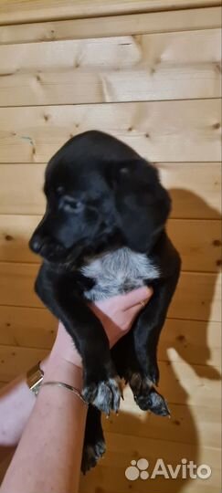 Щенки лабрадора в добрые руки