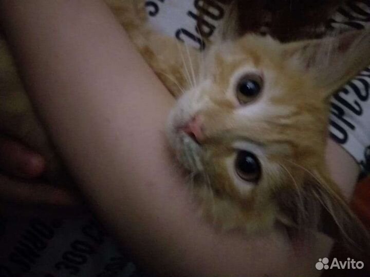 Котенок ищет дом