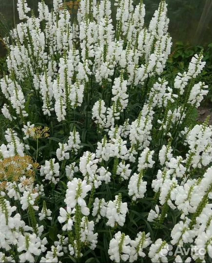 Многолетники