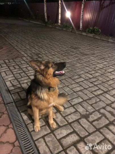 Немецкая овчарка вязка