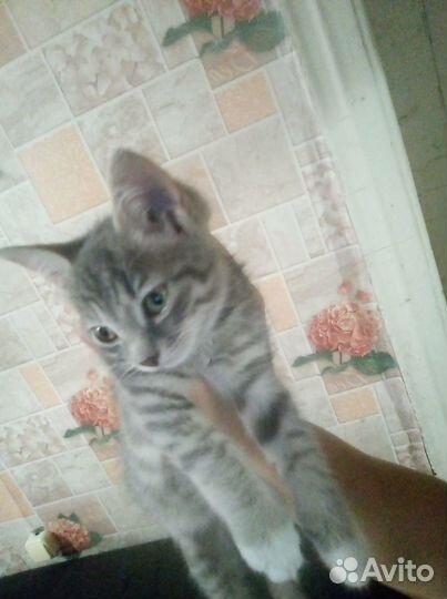 Отдам котёнка в добрые руки