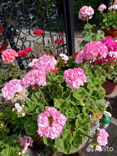 Пеларгония герань сортовая