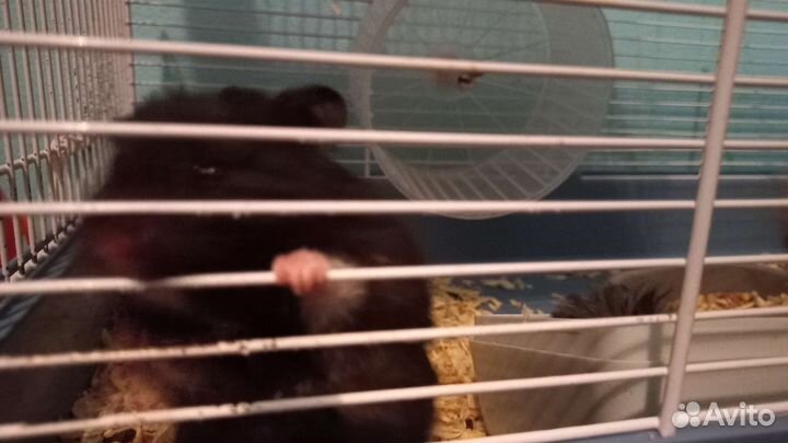 Сирийский хомяк