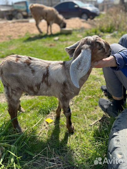 Козлик англо-нубийский