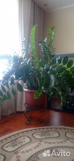 Продам Замиокулькас (Долларовое дерево)