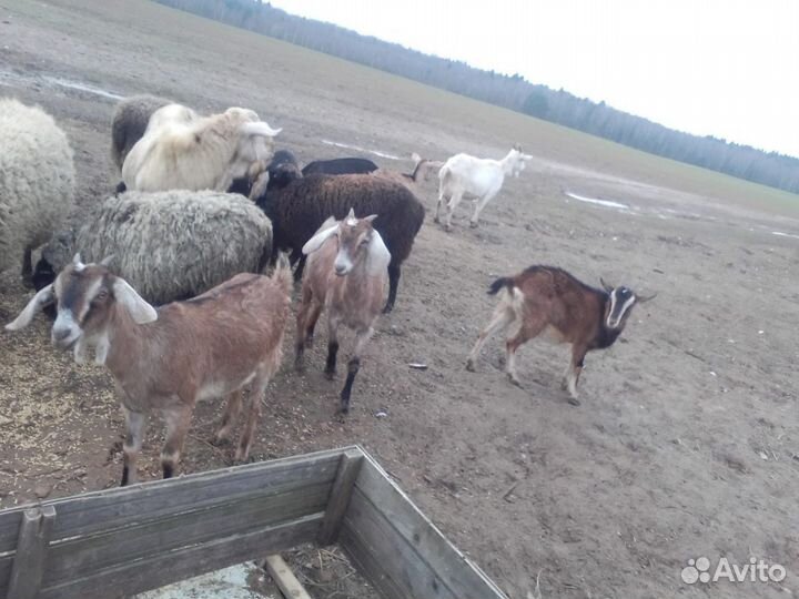 Козы, овцы