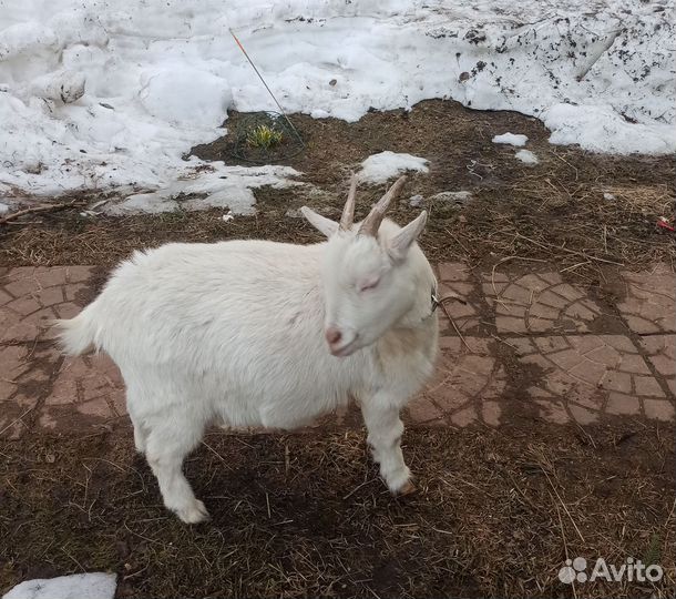 Коза камерунская