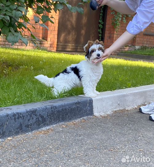 Бивер девочка