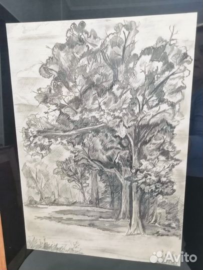 Картина паспарту карандашом