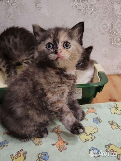Британская кошка