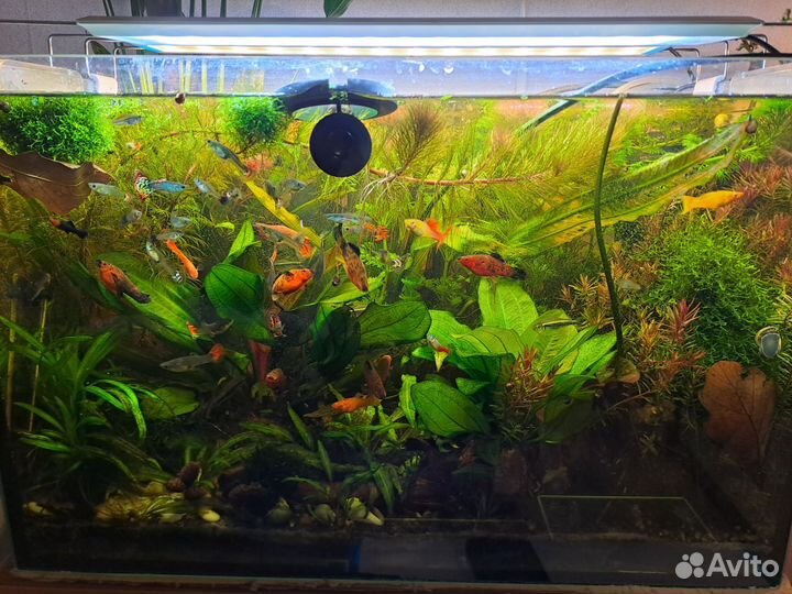 Аквариумные растения